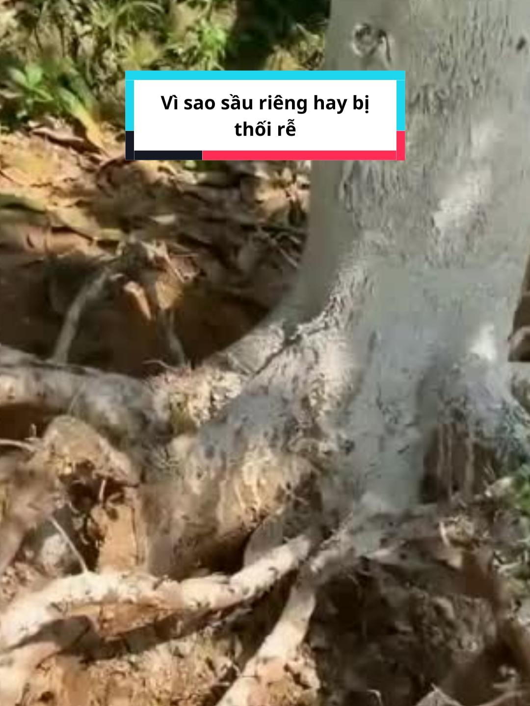 Vì sao sầu riêng hay bị thối rễ #saurieng #phanbon #nongnghiep #sauriengvietnam #sauriengvtd