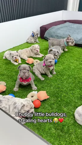 Who else is in love with these chubby bulldogs? 😍🐾 #fyp #frenchbulldog #bulldogfrancez #romania #bulldog 