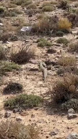 the most reptile-rich country in Africa. Sanbona Wildlife Reserve is home to a variety of snake species, including the puff adder. Here are a few fun facts about puff adders you may not know... 1. Masters of Camouflage: Puff adders blend incredibly well into their surroundings, thanks to their cryptic colouration. They often lie motionless, which makes them hard to spot - and easy to accidentally step on! 2. The 