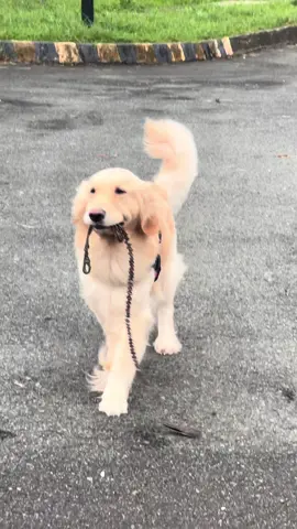 My shayla 😍 #rocoothegoldenretriever #goldenretriever #rocoogoldenretriever #dogs #fyp 