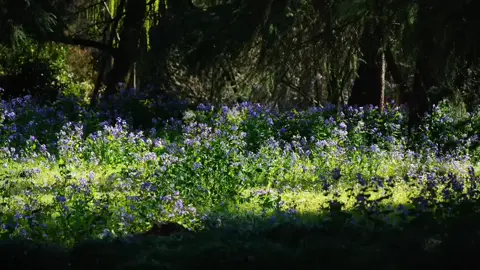 心若无拘,处处皆是远方。   Tâm không vướng bận, nơi nào cũng là chân trời #trending #thiennhien #chualanh #caption 