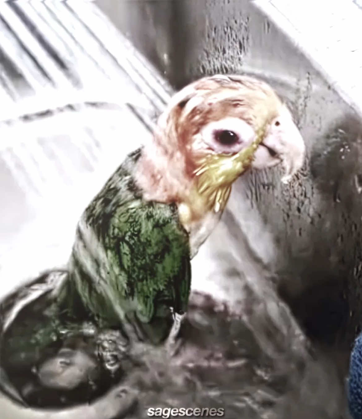 a case than never sat right with me 😞 #bird #ae #edit #viral #meme 