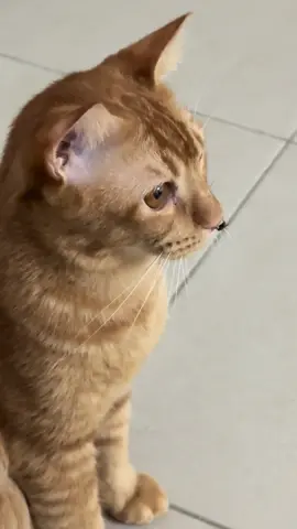 kisah labu dan lalat 😂 #cat 