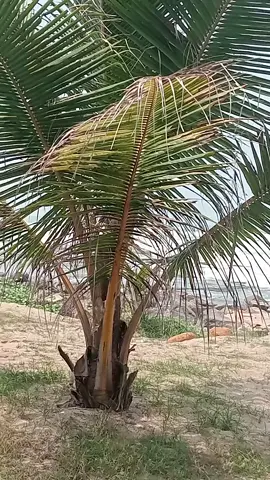 #pantai 