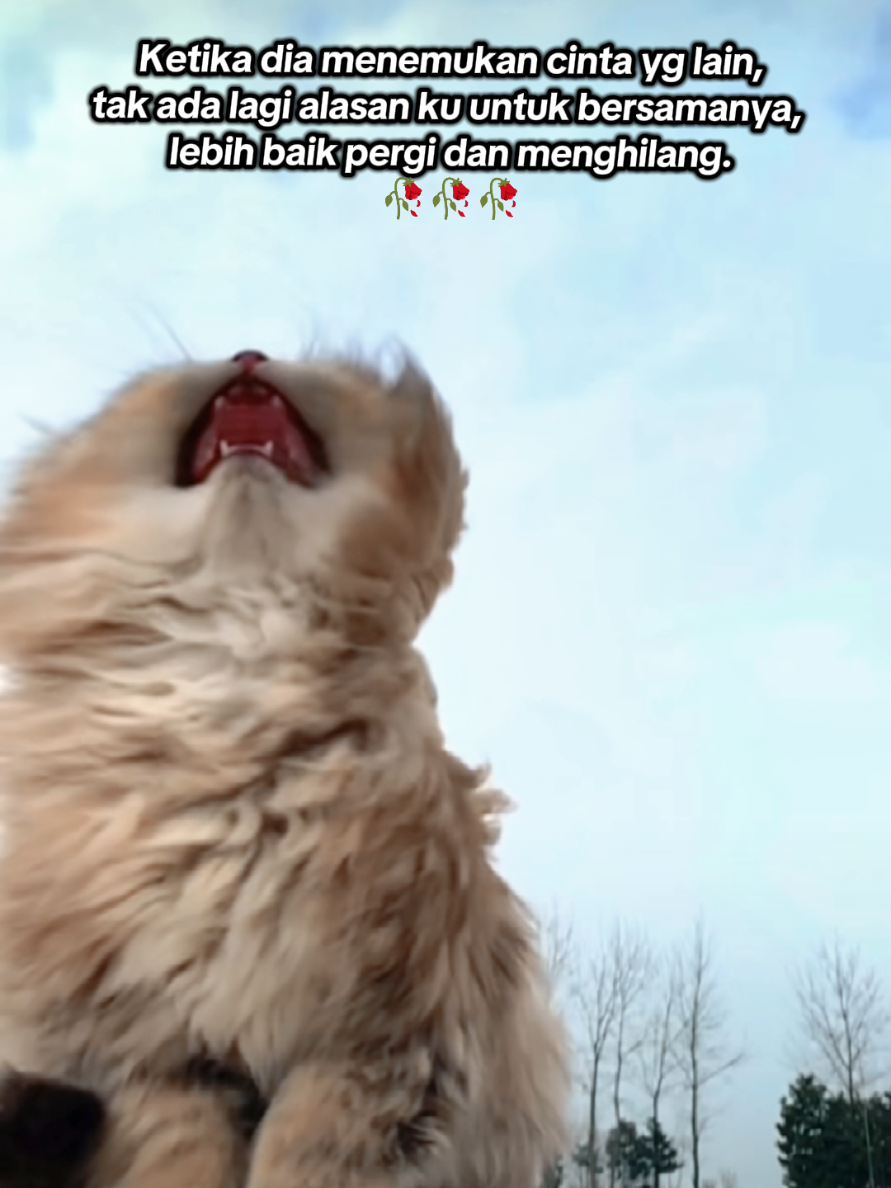 aku cemburu ada kucing lain selain aku.. #curhatankucing #storykucinglucu #catlover #kucingtiktok #anabulstory 