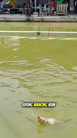 Ini dia resepnya, bisa dipakai di kolam harian atau langsung gas di lomba! #raja7mancing #MancingMania #UmpanJuara #UmpanJitu #hobymancing 