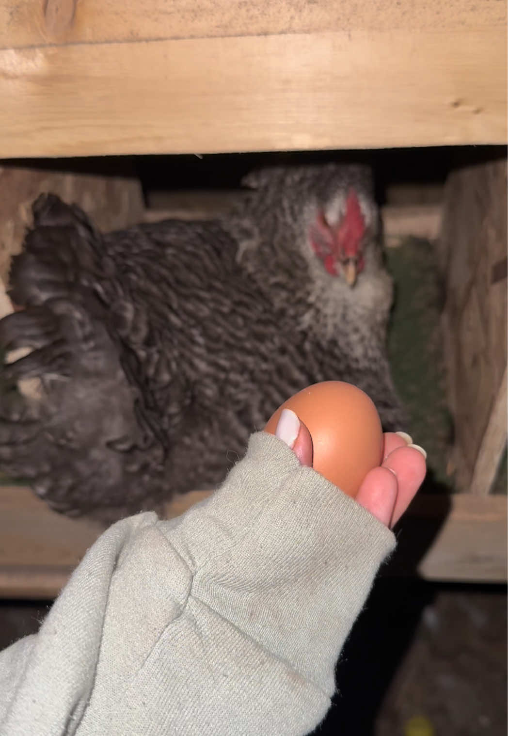 Replying to @April Sanchez801 Thank you!! Here’s another one. We collected duck eggs earlier in the day for someone so just chicken eggs tonight. 61 total on tonight’s egg collecting #collectingeggs #chicken #egg #eggcollecting #collection 