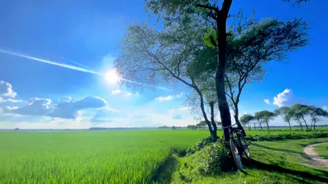 প্রকৃতি #fyp #foryoupage #nature #viral 