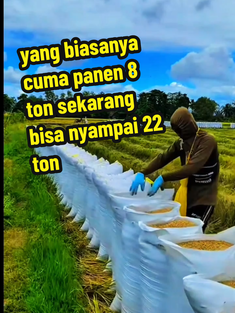 benih padi Thailand jumbo bibit padi unggul jumbo padi hasil panen melimpah benih padi berkualitas tinggi padi unggul untuk petani  #BenihPadiThailandJumbo  #BibitPadiUnggul #PetaniPadiSejahtera  #PanenPadiMelimpah #BenihPadiBerkualitas