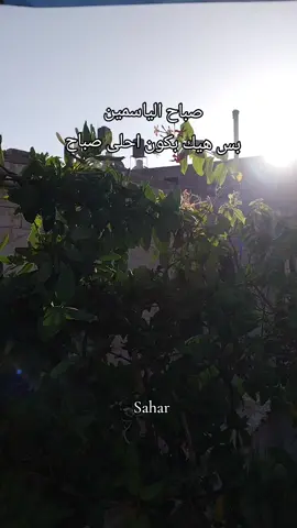 صباح الياسمين .. بس هيك بكون احلى صباح #صباح_الخير #البلدة_القديمة #نابلس #fyp #explore 