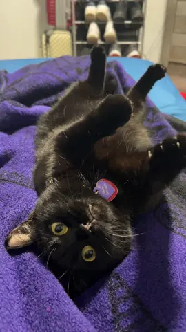 #fyppppppppppppppppppppppp #LeftRightChallenge #gato #gatonegro #blackcat 