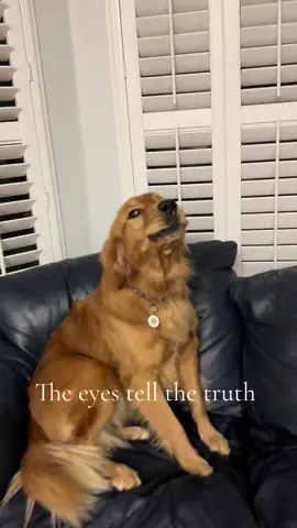#dogsoftictoc ##dogsoftictoc #goldenretrievers #talkingdog 