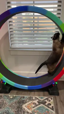 Some of my older runs when I’d hit full speed! -Richard Parker (My mom designed and 3D printed my wheel and she does not sell them, sorry!) 💨💨💨 #catwheel #3dprintedcatwheel #3dprintedcatwheel #richardparker #siamese #siamesecat #workout #workoutmotivation #3dprinting #caturday #cats #cat #Running 