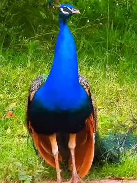 Birds screaming 😱  #trolladex #edits 