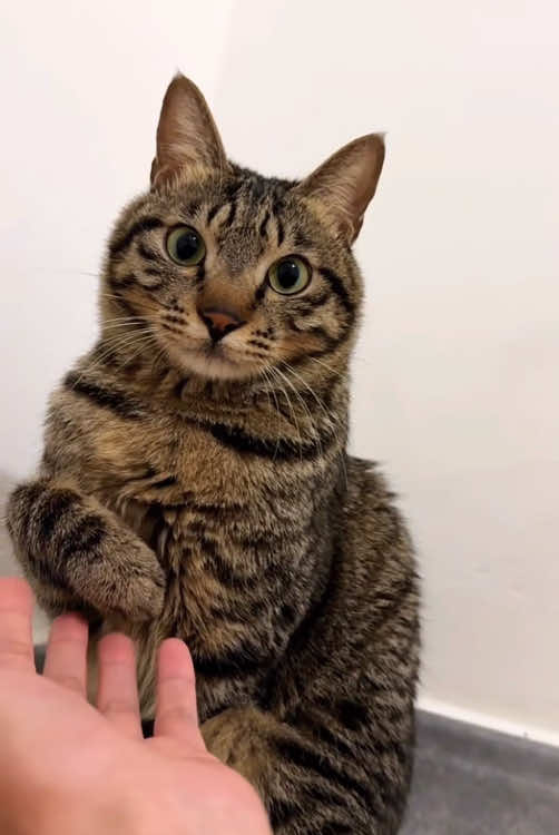 The cat's funny expression#funnycat #foryou #usa #usa_tiktok #cat #expression 