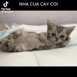 “Nhà cửa cây cối là sự vật🌳🌳🌳 còn em xinh đẹp gọi là sự thật😍”cre sociutom