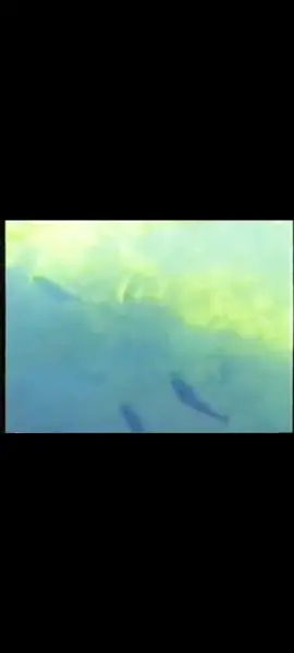 Suluna Toupan: 