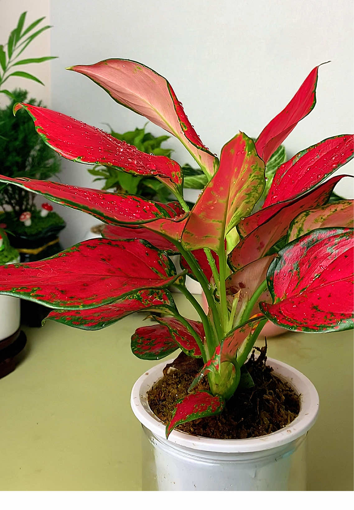 Cây Vạn Lộc Đỏ thủy mang lại may mắn tài Lộc #cayvanlocdo #caythuysinh #caycanh #caycanh 