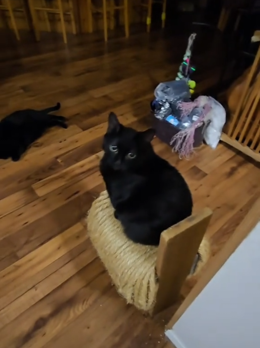 Bedtime living with nine black cats 🖤 #blackcatsoftiktok #blackcats #cats 