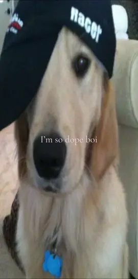 So dope boi #fyp #fy #dogs #dope 