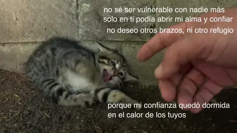 no sé ser vulnerable con nadie más, solo en ti podía abrir mi alma y confiar, no deseo otros brazos ni otro refugio, porque mi confianza quedó dormida en el calor de los tuyos #yearning #imissyou #limerence #apegoevitativo #fyp 