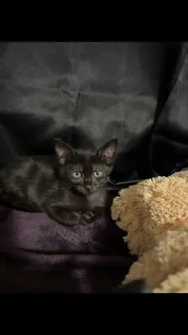 arlo is 1 now but i still see this 2 month old kitty #blackcat #wlw @noelle 