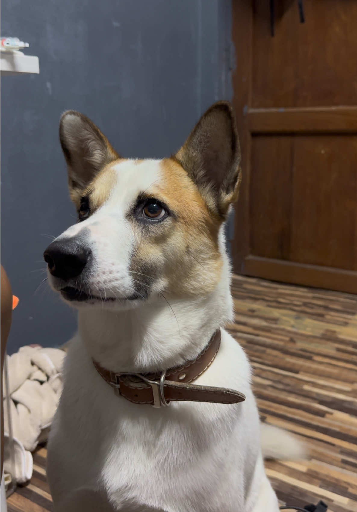 ห้ามทำงาน  ต้องเล่นกับตินเท่านั้น 🤭😆  ##ปูตินหมาขี้บ่น##ปูตินเอง##putinboy##Mydog##Dog