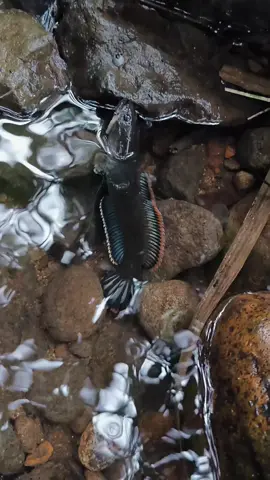 Langsung hujan🌧️ . #chanalimbata #mancingliar #fyppppppppppppppppppppppp 