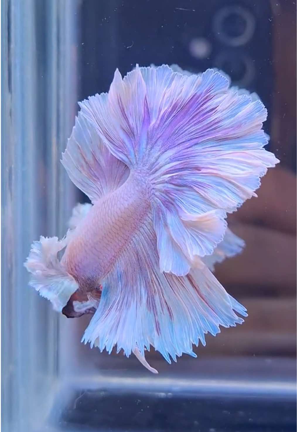 Halfmoon dumbo ear unicorn🌸🦄🦄🦄 #halfmoondumboear  #halfmoonunicorn  #cupanglucu  #cupanghias #cupangkontes 