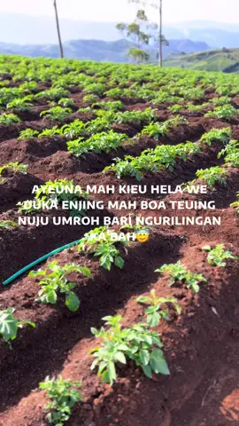 amin gustii😇.                                  #fyppppppppppppppppppppppp #petanikentang #kentangbalap #perintistapipewaris #petanimilenialindonesia 