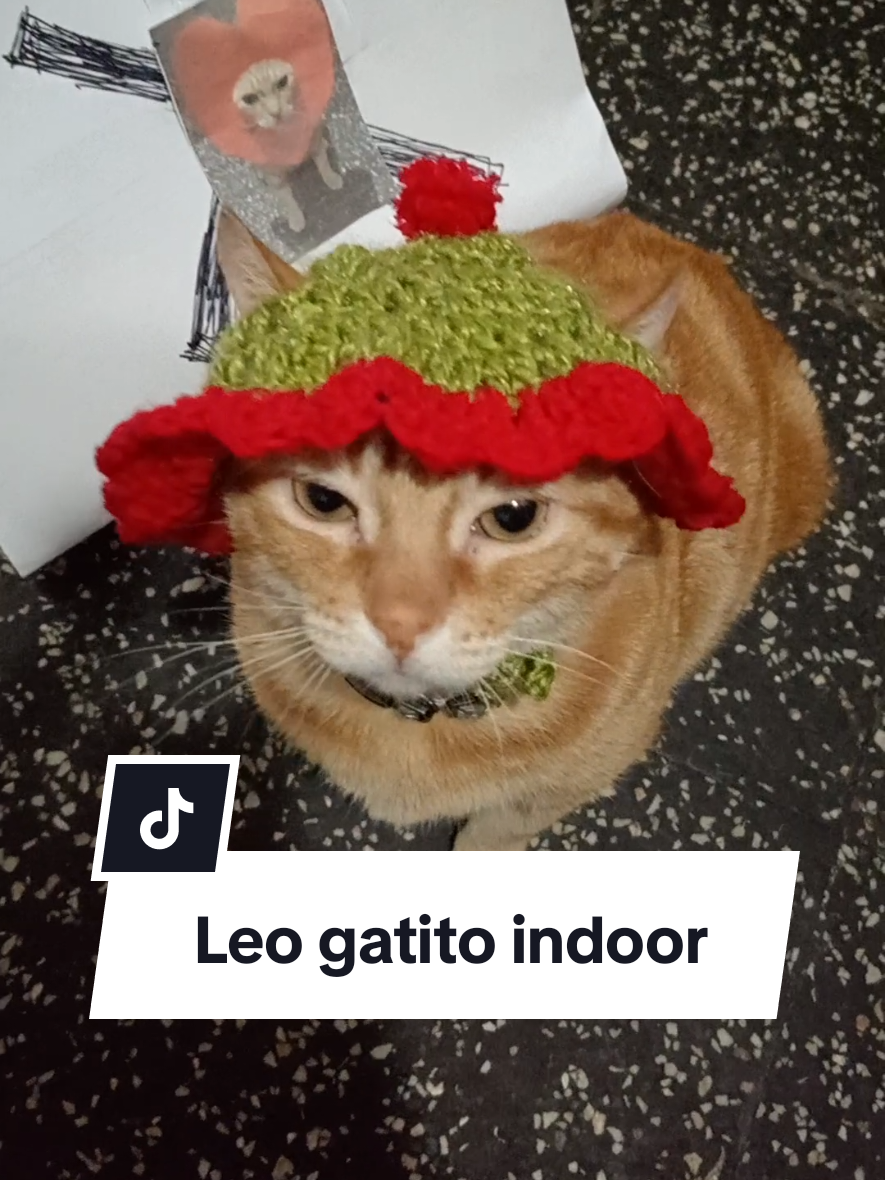 Leo es un gatito indoor 😺🥺🥰 #leoelgatonaranja #leomichi #leoelgatoperuano #gatonaranja  #carlacalderon 