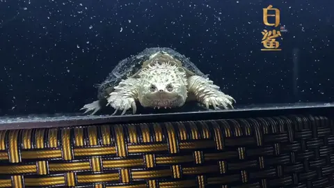 Bạch Phật Florida #ruacanh #turtle #xh #viral #fyp 