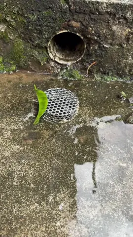 Chặn rác Inox304 ngăn lá cây, côn trùng lắp máng thoát nước, ga thoát sàn#napchanrac#rac