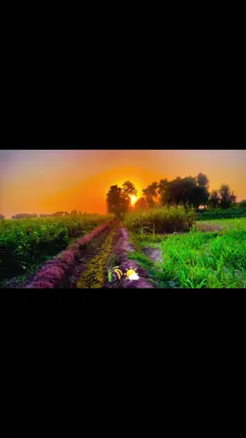 🌞🌾#creatorsearchinsights #sunset #پنجاب #trending 