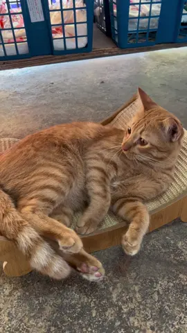 มีเด็กเห่อของใหม่ #ที่ลับเล็บแมว #โซฟาแมว #ของเล่นแมว 