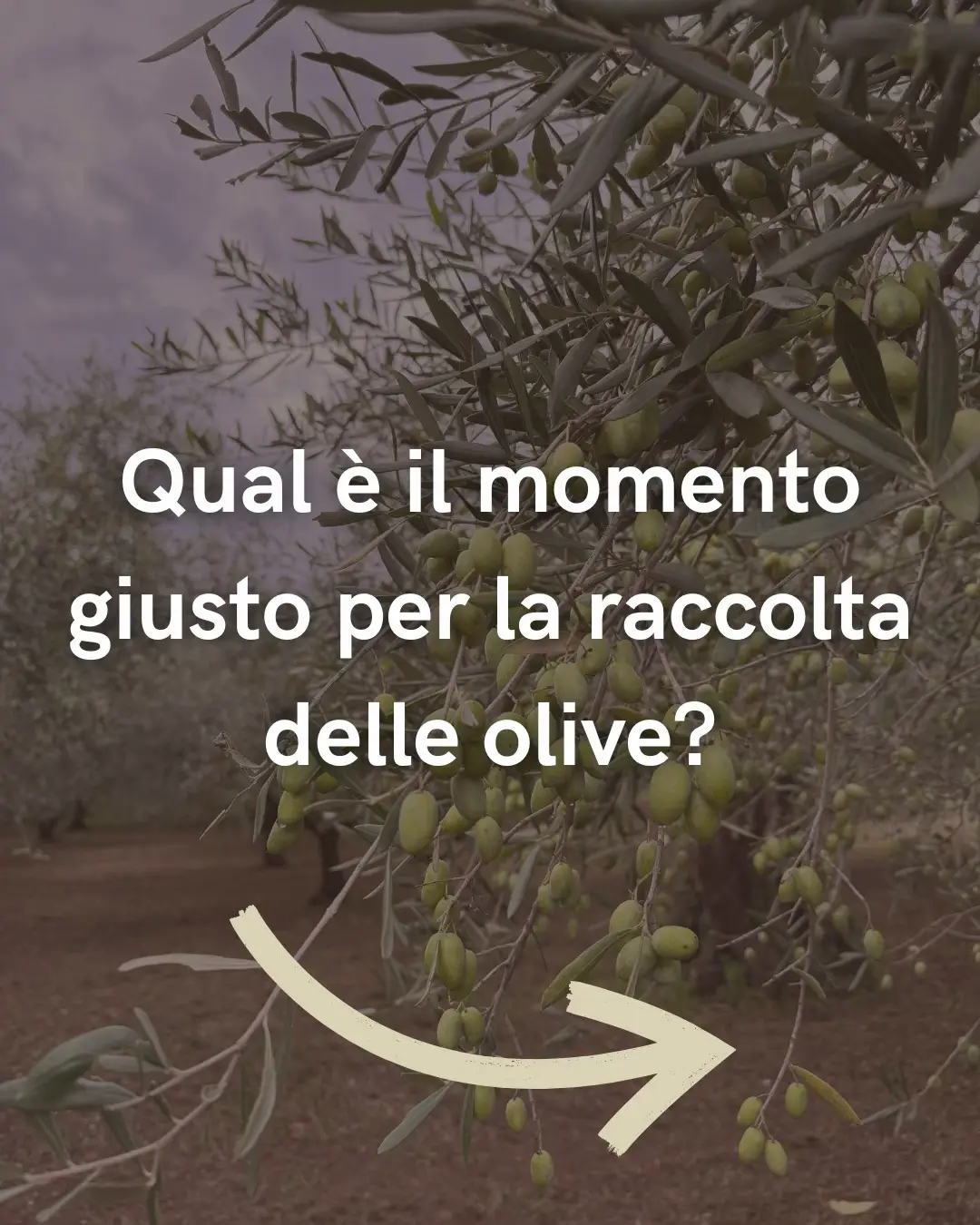 E tu? In che periodo raccogli le tue olive? - - #campagnaolearia2025 #perte 