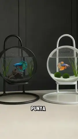 Aquarium stand mini ikan cupang #aquariumstandminiikancupang #aquariumstandmini #aquariumikancupang #aquariummini #aquariumestetik 