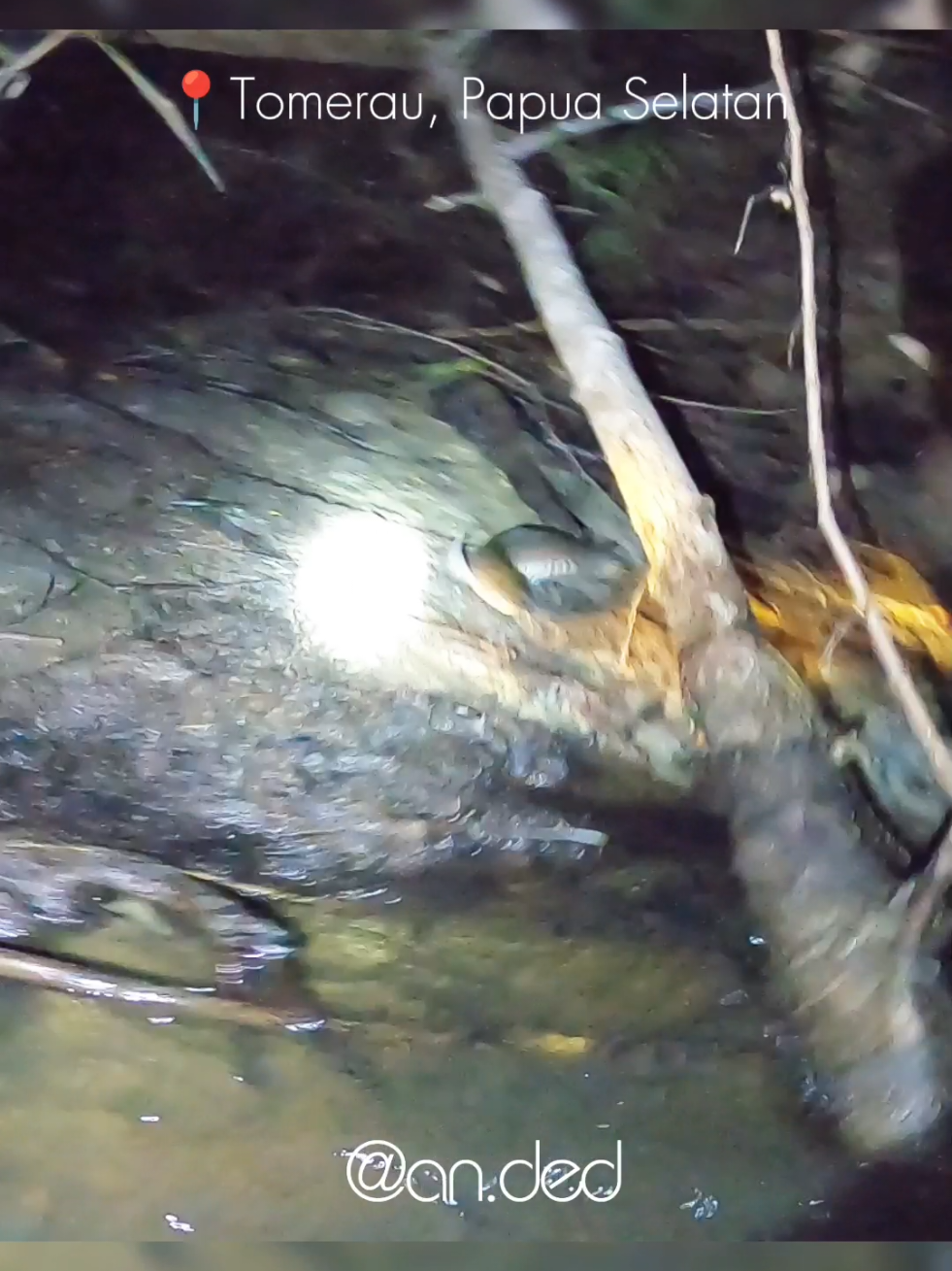 Ikan Gabus Hampir Jantungan🦈🤣