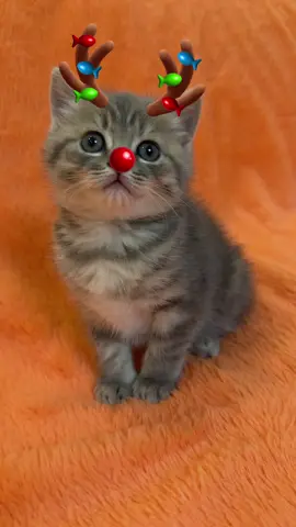 #funnycatsoftiktok😂😂😍cute #kitty #cats #kittens #fyp               