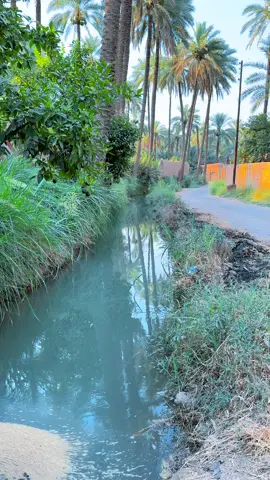 #بساتين_ديالى🍊🍊 #بعقوبه #ديالى1 #سمير_صبيح❤️ 