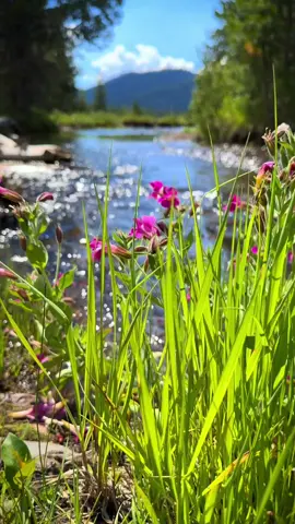 Nature view for editing 👇