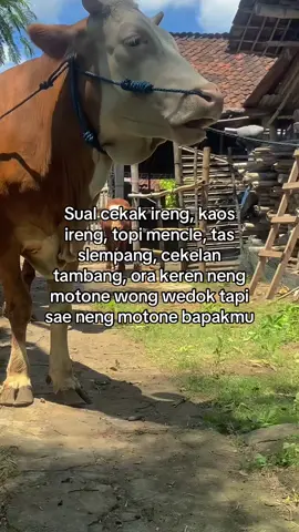 🤪#peternakmuda #sapindonesia #blantikcilik #tukangngarit #sobatngaret 