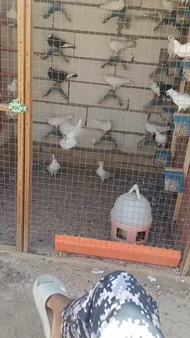 @حمودي الريس @مرتضى حمزة 