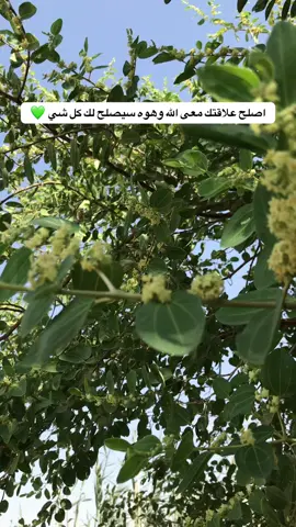 #تصويري_احترافي_الاجواء👌🏻🕊😴 #متابعيني_احبكم #حسابي_الرسمي_على_التيك_توك 