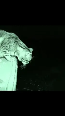 Not the little fish you were expecting… #morecla 