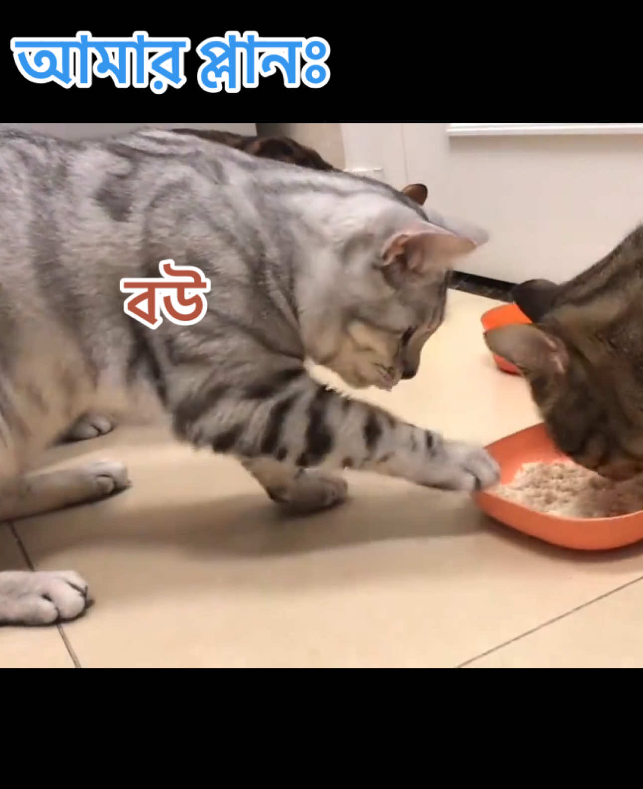 My wedding plan #funny #cat #video #statusvideo #viral 