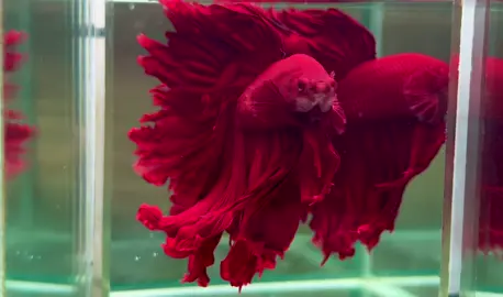 SP Super Red Rose Tail 🌹🌹🌹 #betta#fish #xuhuong #viraltiktok 