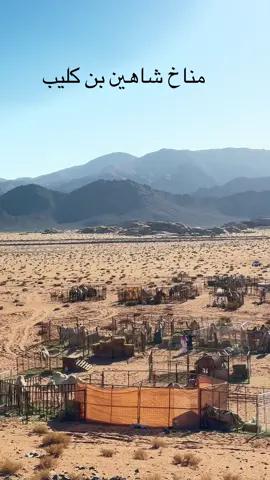 #تبوك #ميدان_الملك_عبدالعزيز_للفروسية #هجن #سباق_الهجن #شاهين 