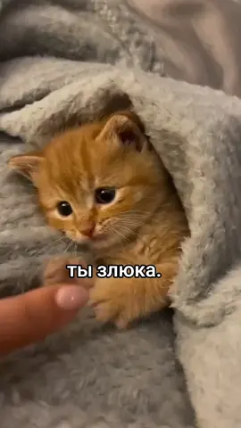 мемы с котиками у нас в тг @meowmeowkus #любовь #коти #котики #котятмем #котикимем #котикимем 