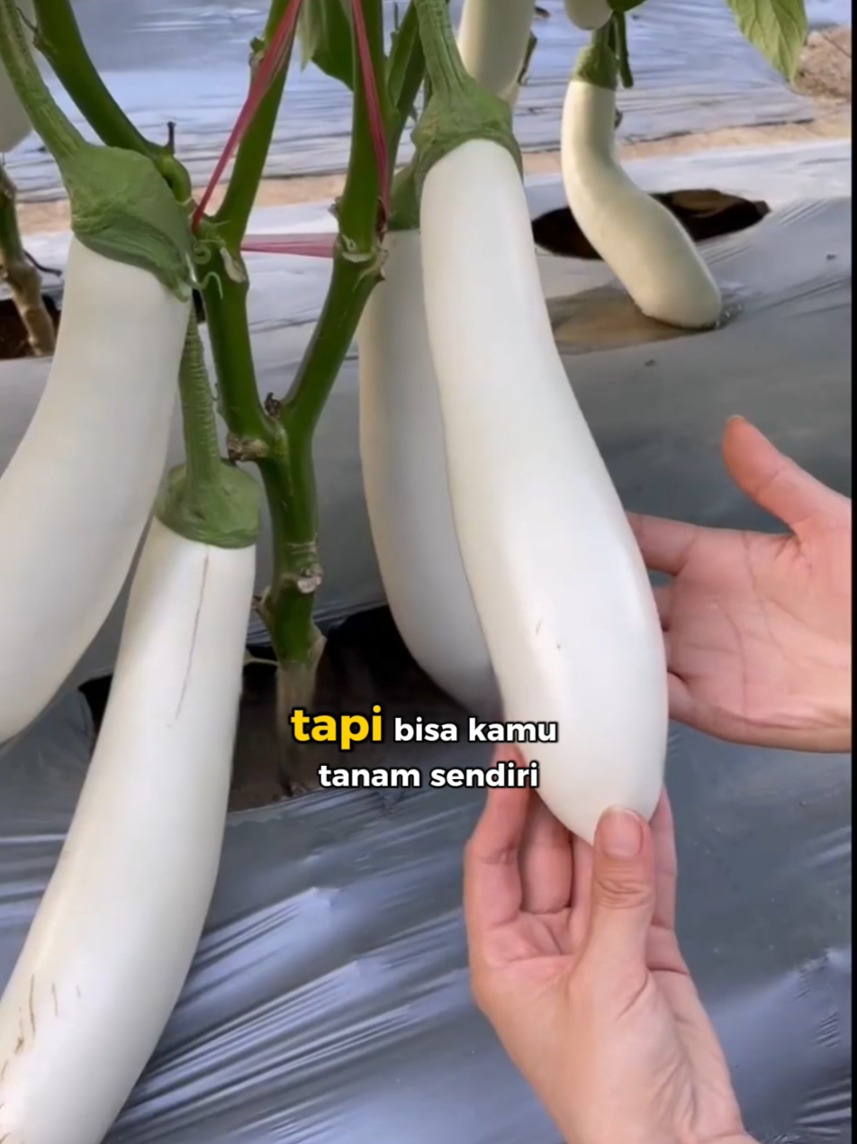 Ready lagi ya kak benih terong putih jumbo. Buruan deh cek keranjang kuning di pojok kiri bawah video ya #terongputih #terong #pohonterong #mewalik #bibitsayur 